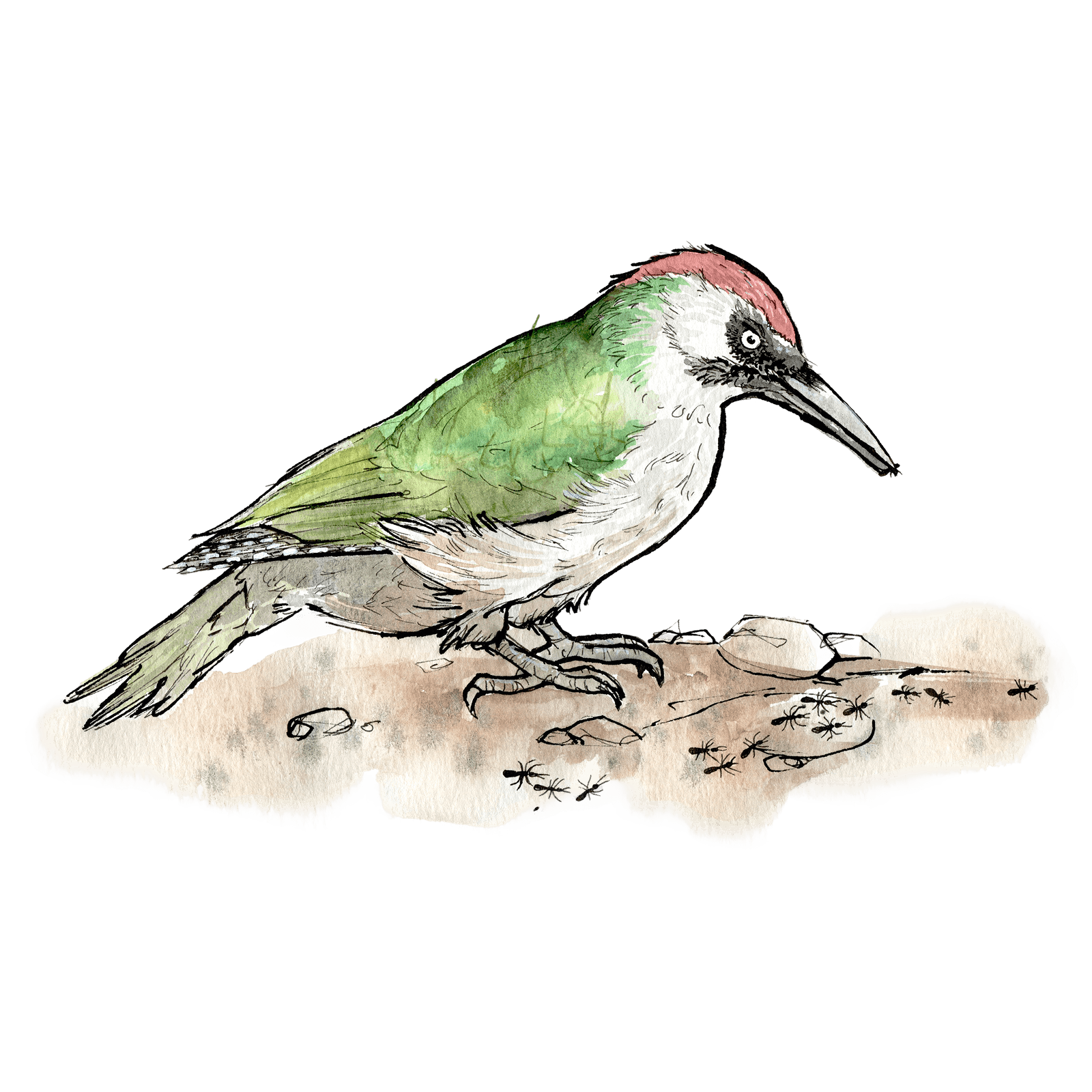 Illustration von Picchio verde