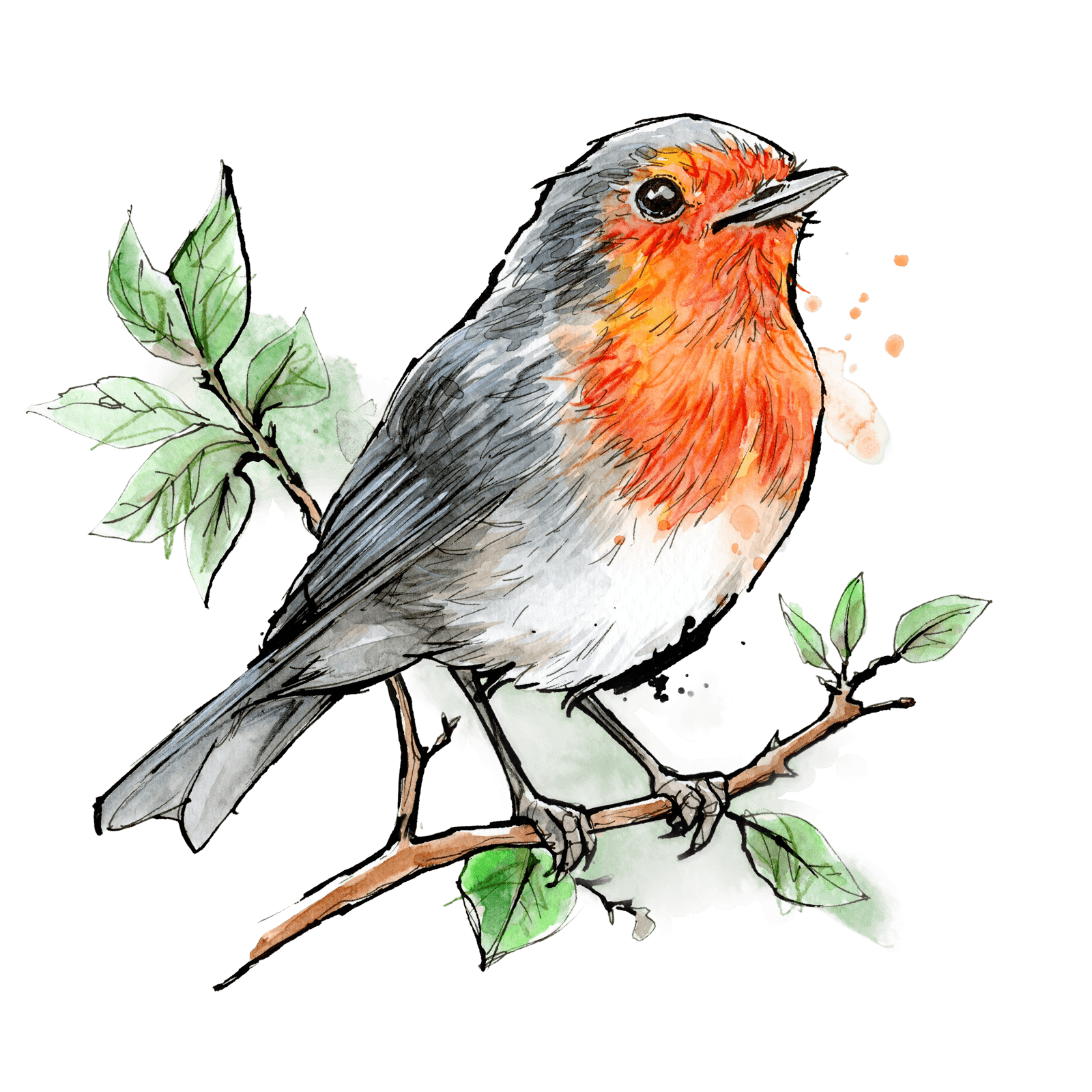 Illustration von Pettirosso