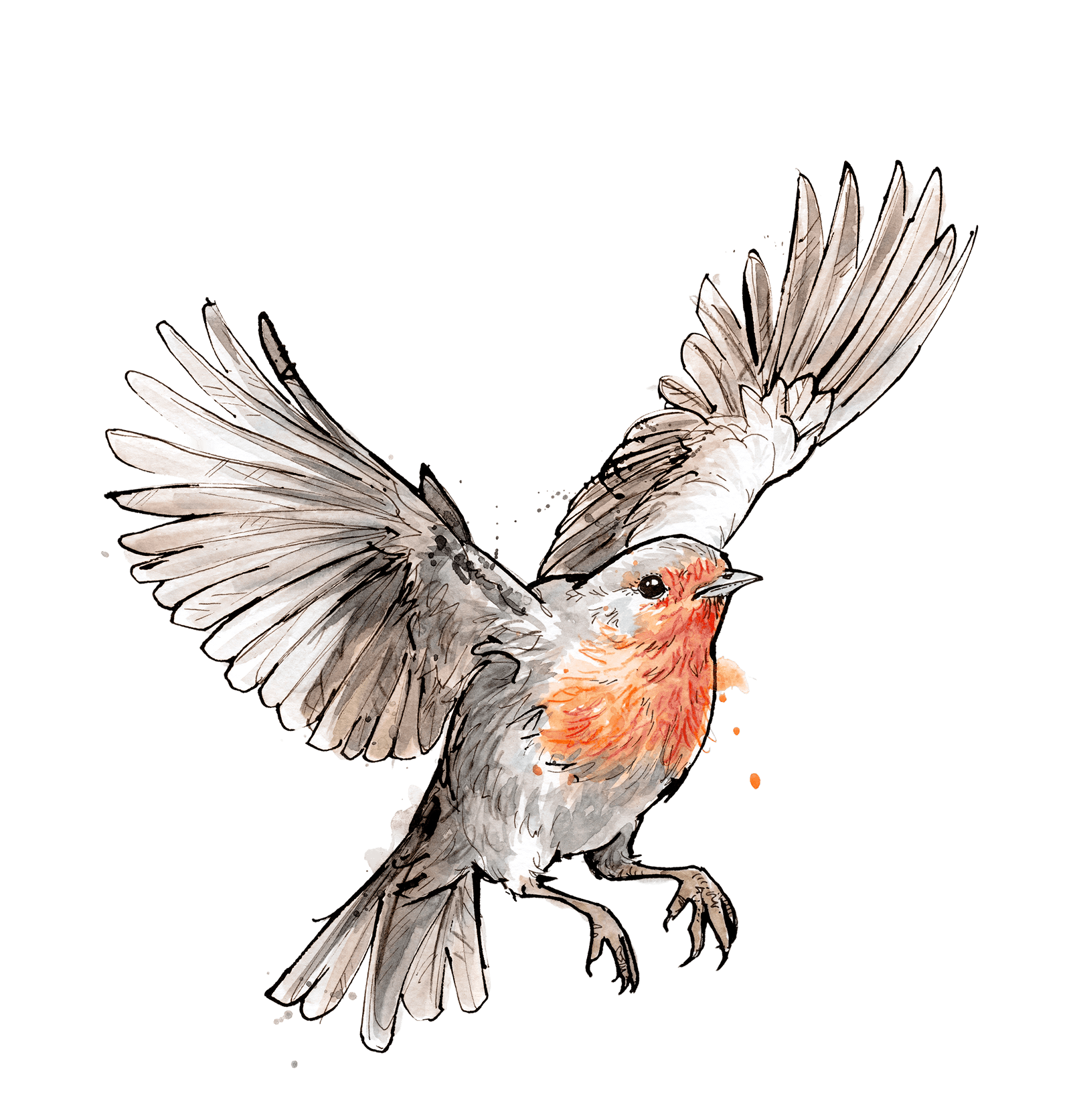 Illustration von Pettirosso