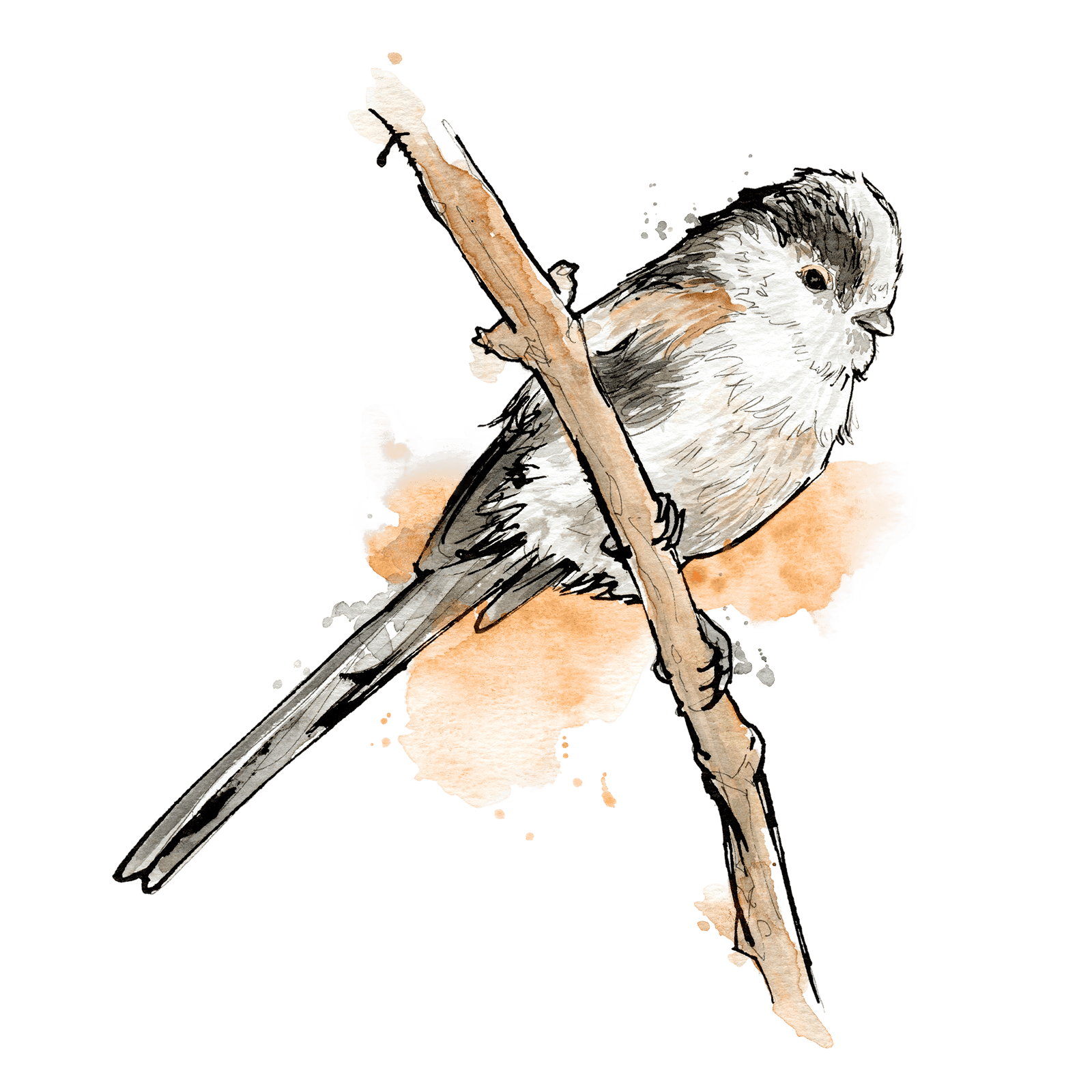 Illustration von Codibugnolo