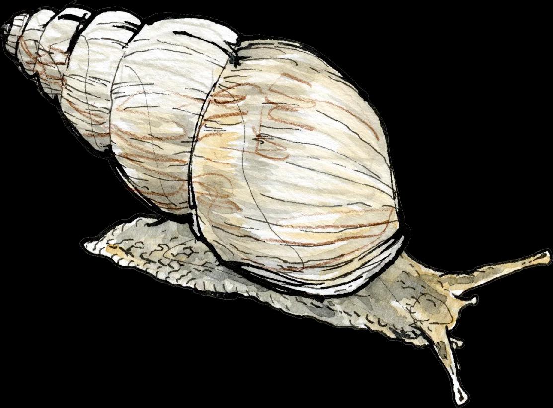 Snail